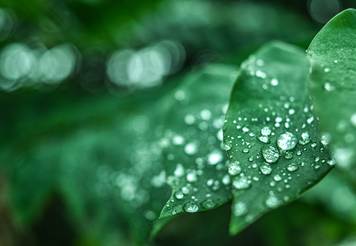 green leaves lo