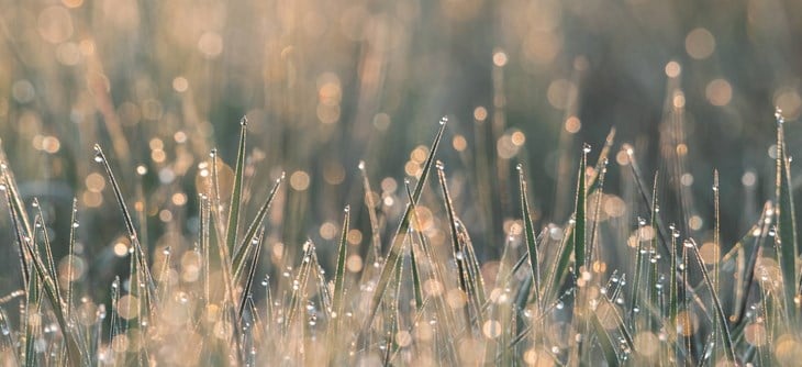 water drops web